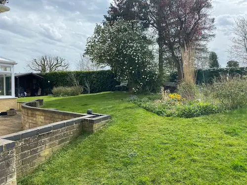 Overgrown spring grass
